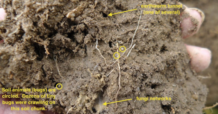 earthworms
