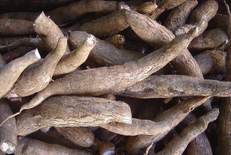 cassava