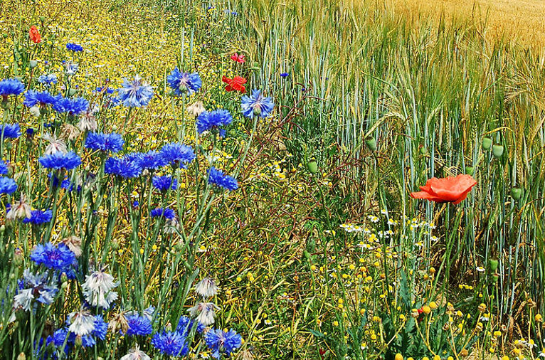 Regenerative field in Belgium