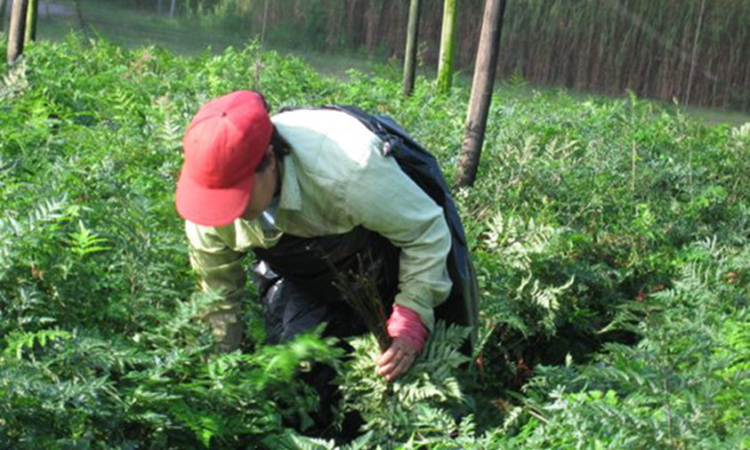 farmworker