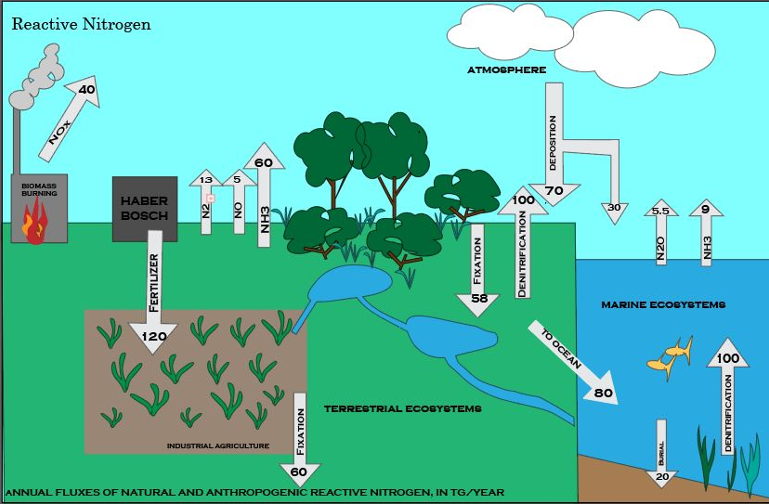 Reactive Nitrogen chart
