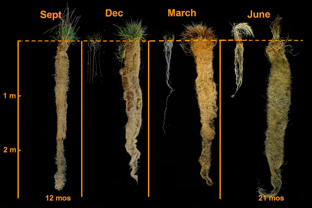 Annual vs perennial roots