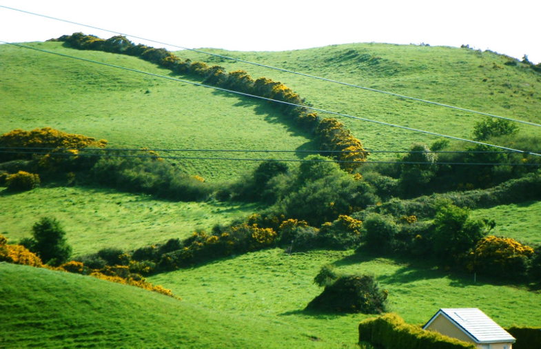Gorse hedges
