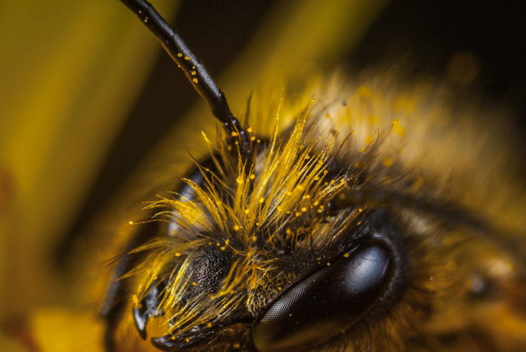 honeybees