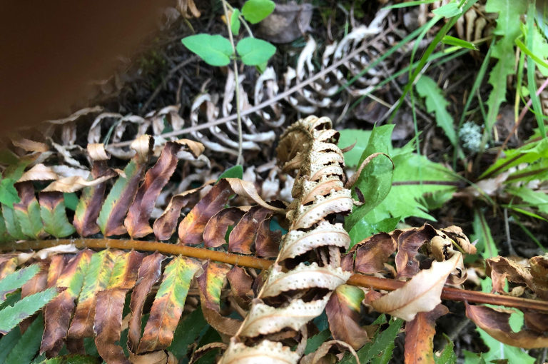 ferns