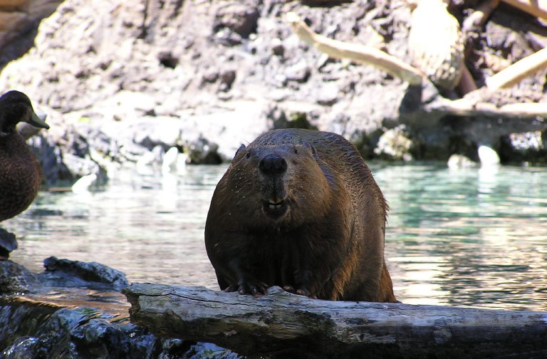 beavers