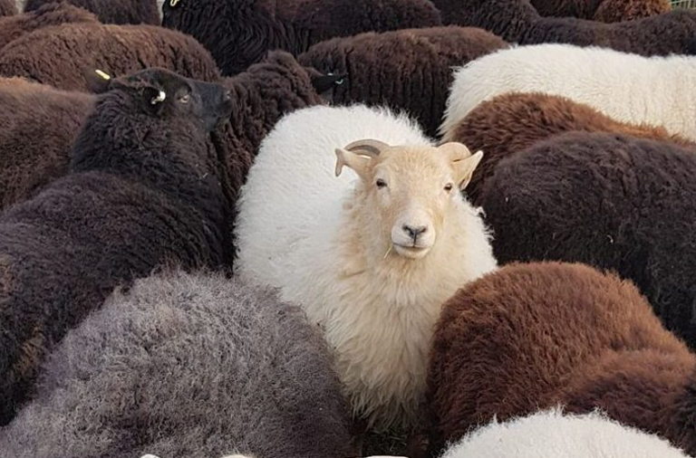Sheep