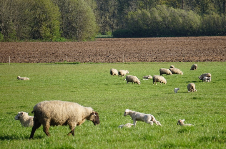 sheep
