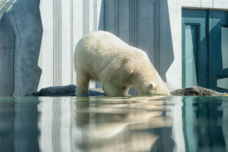 Polar bear