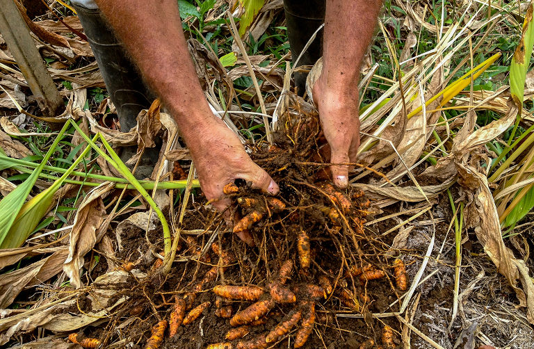 soil