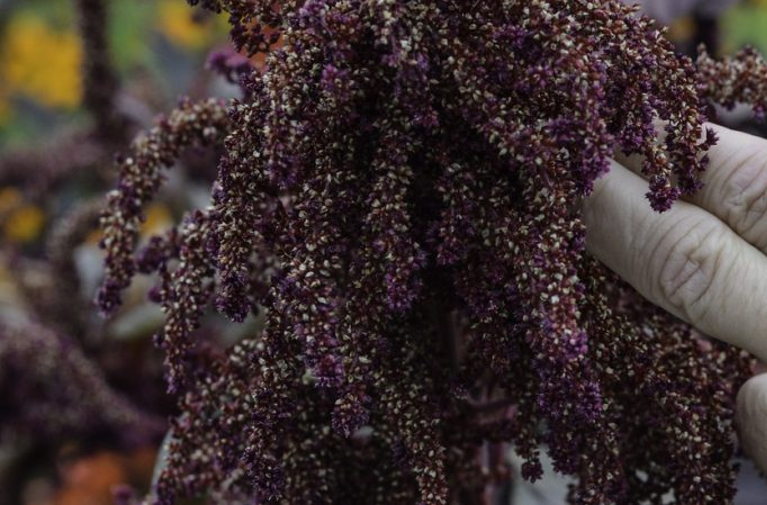 amaranth