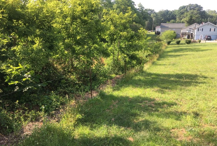 unmowed lawn