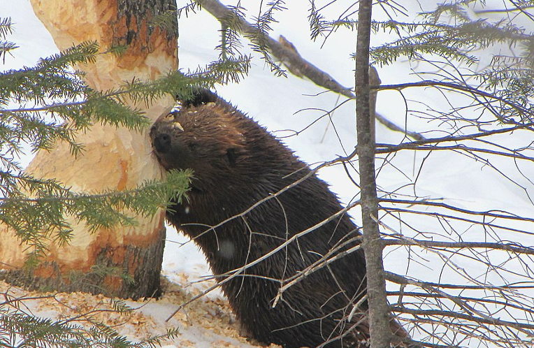 beaver