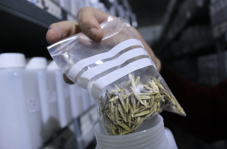 Syrian genebank