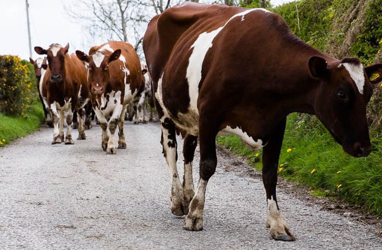 Dairy cows