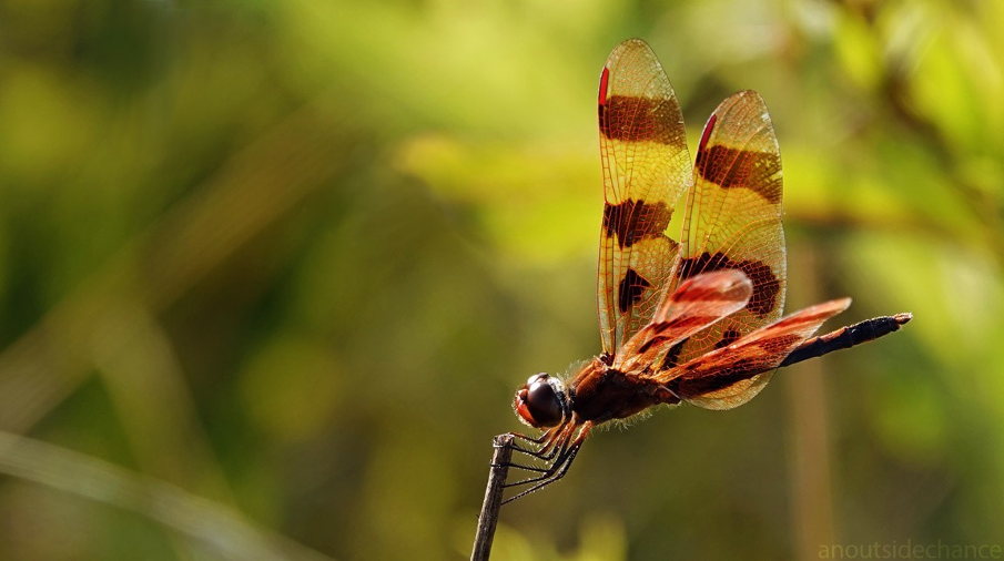 Dragon fly