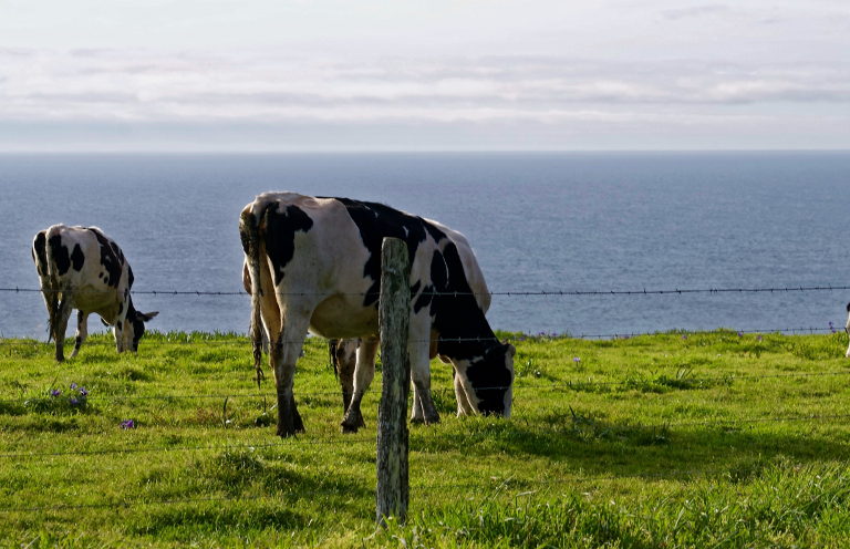 cattle