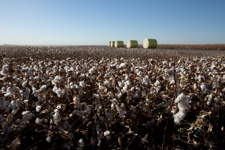 cotton