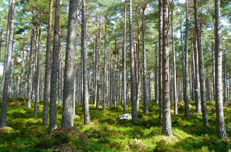 Trees