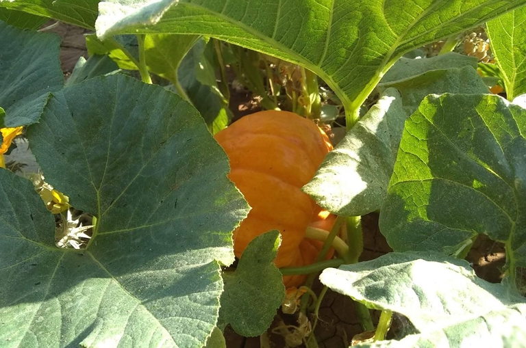 Rojava vegetables