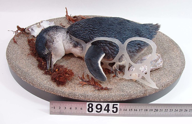 Little penguin (Eudyptula minor) entangled in plastic.