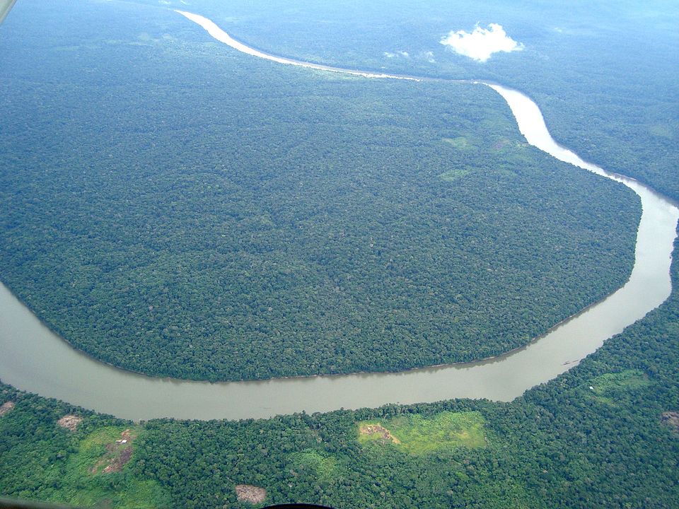 Amazon forest