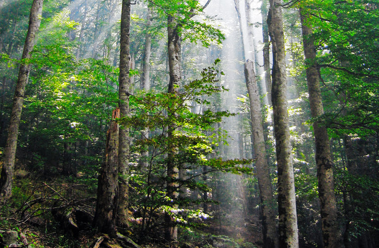 Wilderness forest