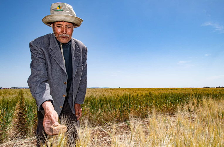 Moroccan farmer