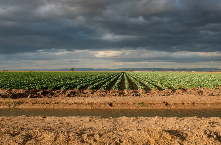 crops