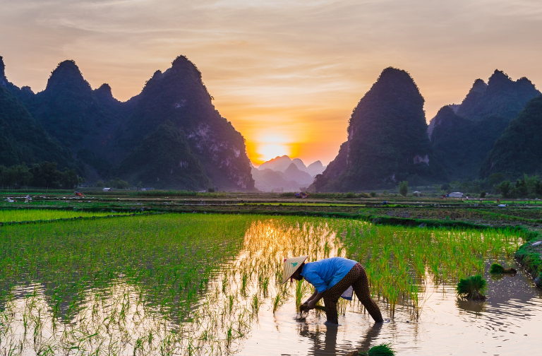 rice fields