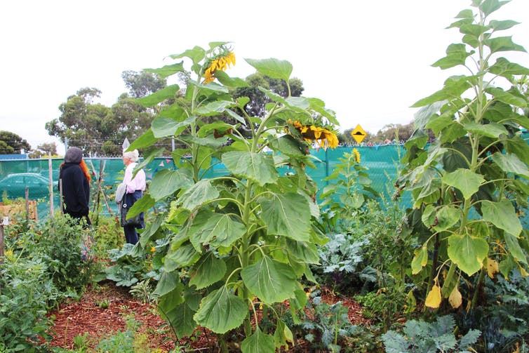 public garden