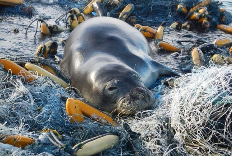 Plastic pollution
