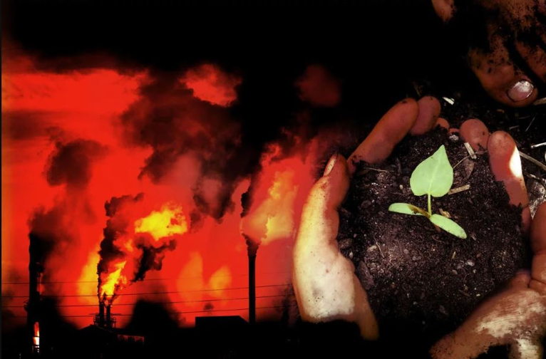 sprout among fire