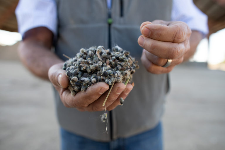 Cotton growing