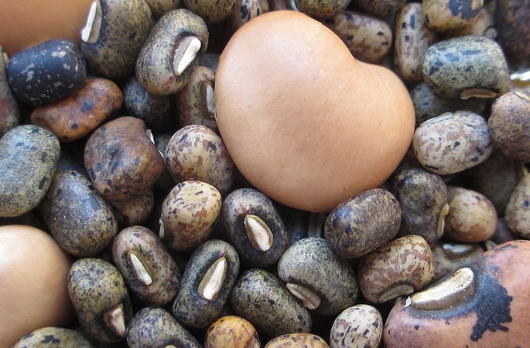 wild cowpeas