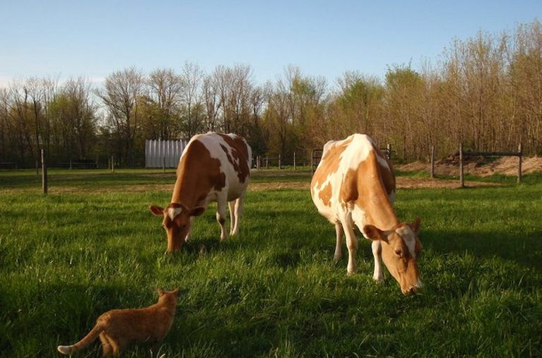 cows