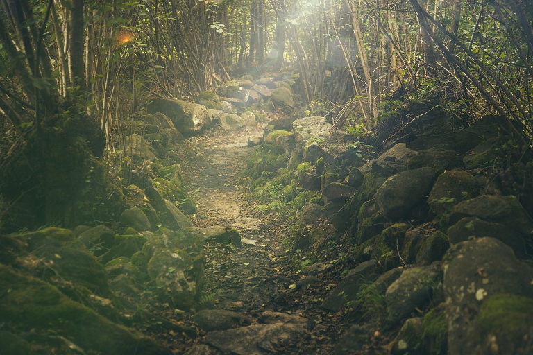 forest mist