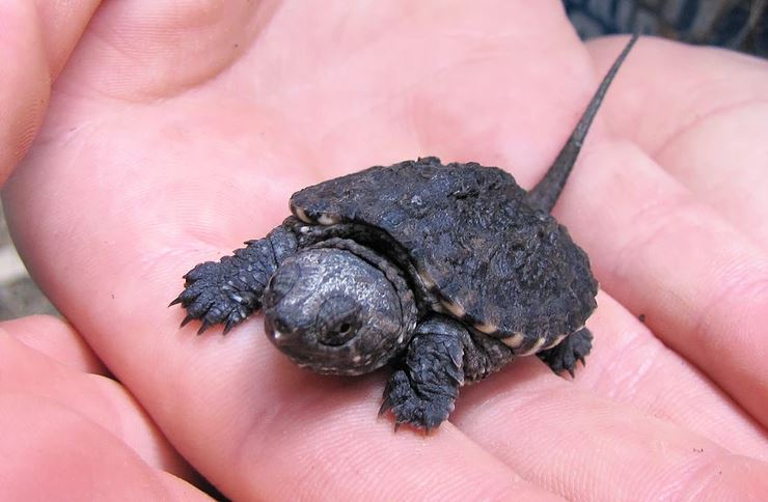 turtle