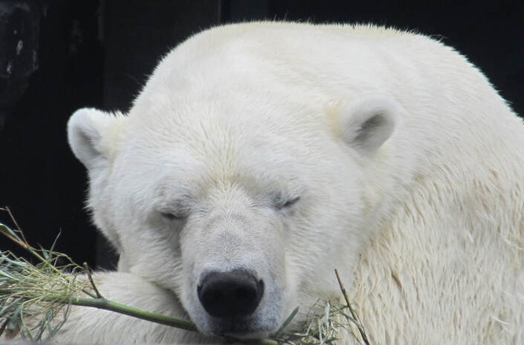 polar bear