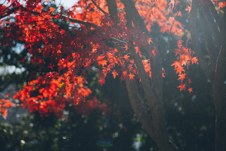 autumn