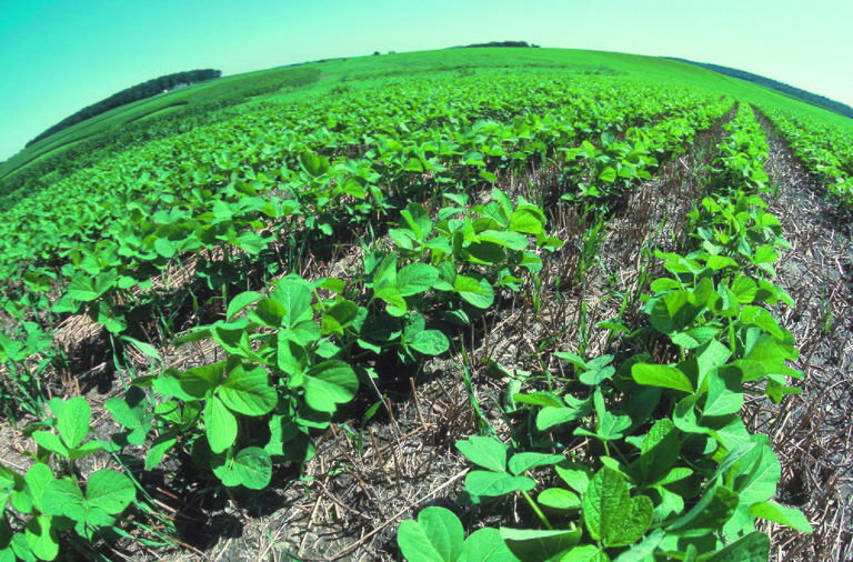 cover crops