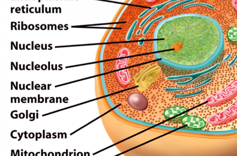 organism