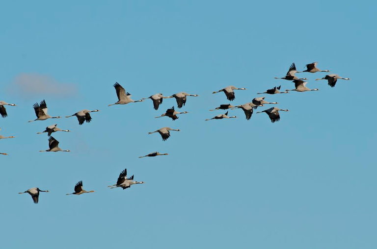 Common Crane