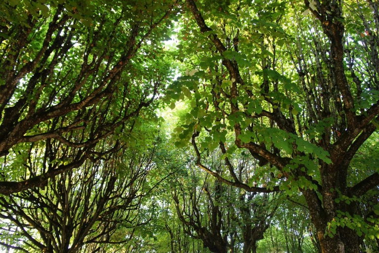 temperate forest