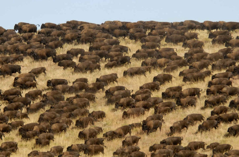 buffalo