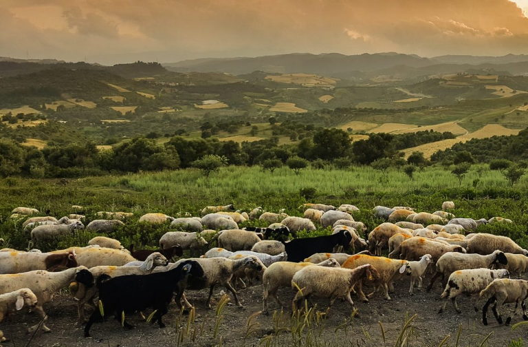 sheep