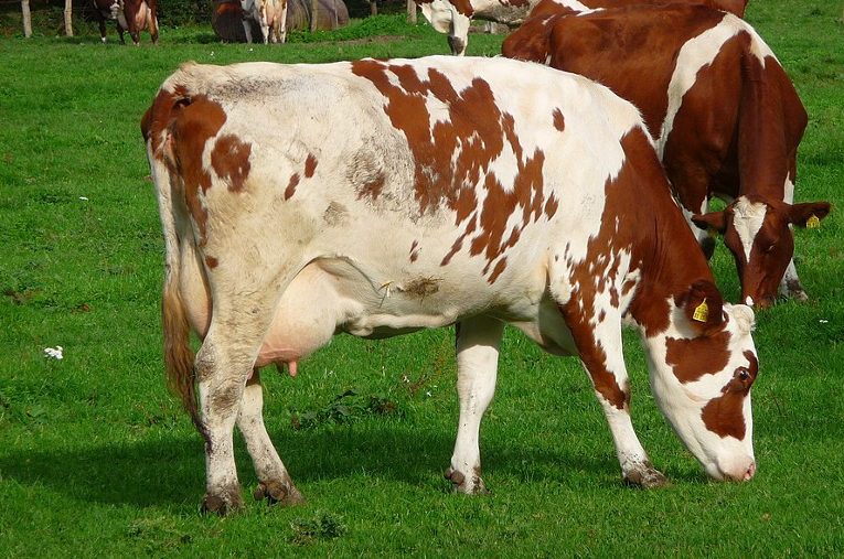 Grazing cattle