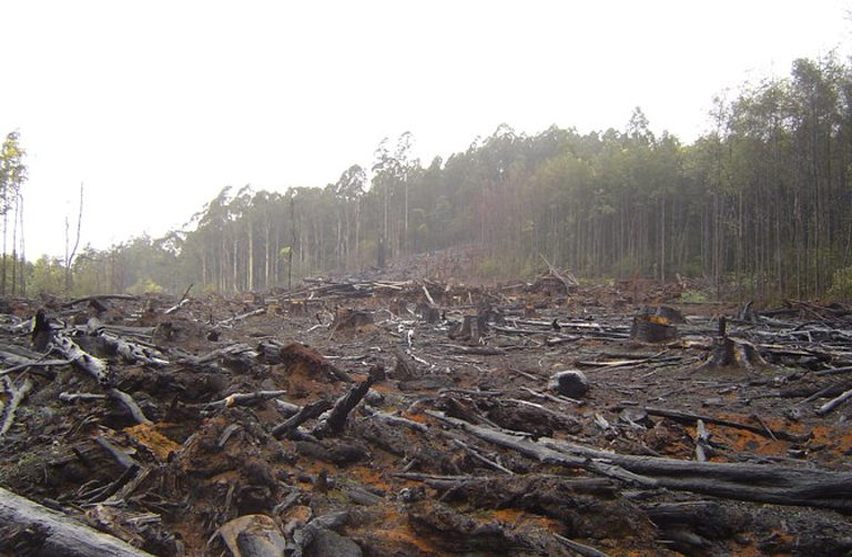 Deforestation