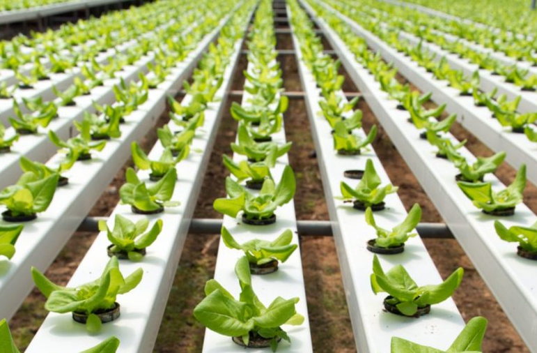 Hydroponic farms
