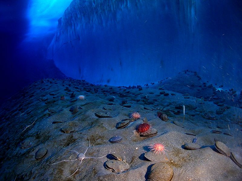 Image of an ice wall and the ocean floor at Explorer's Cover, New Harbor, McMurdo Sound